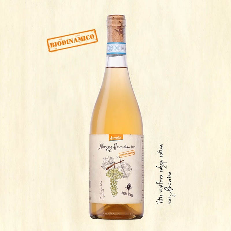 CANTINA ORSOGNA - SPIRITUS TERRAE ABRUZZO PECORINO DOP